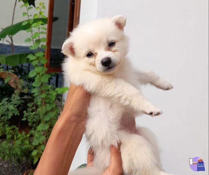 Pomeranian Puppy