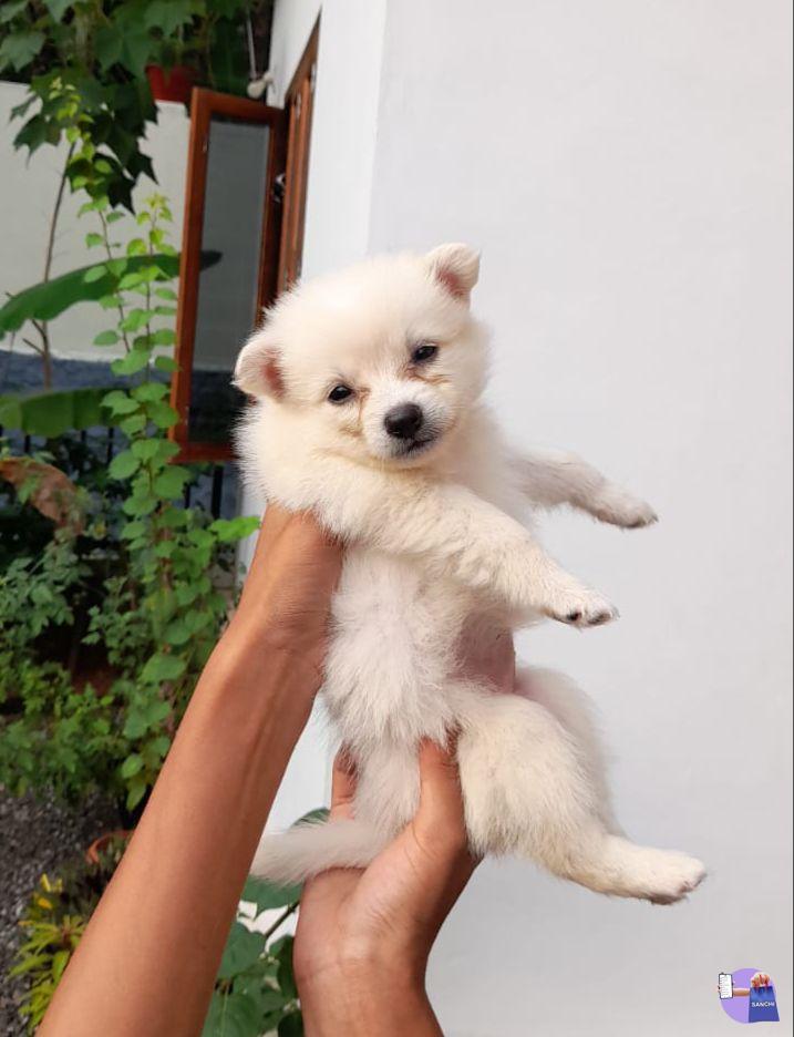 Pomeranian Puppy