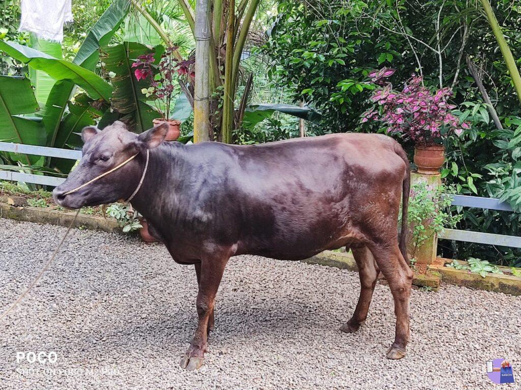 7 മാസം ചെന പൂർത്തിയായ കന്നി ജേഴ്സി മോഴ കിടാവ്