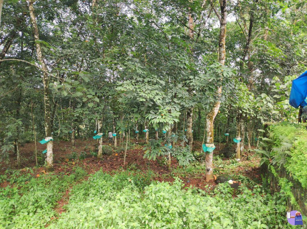 പഞ്ചായത്ത്‌ റോഡ് റോഡിൽ 24 സെന്റ് സ്ഥലം വില്പനക്ക്