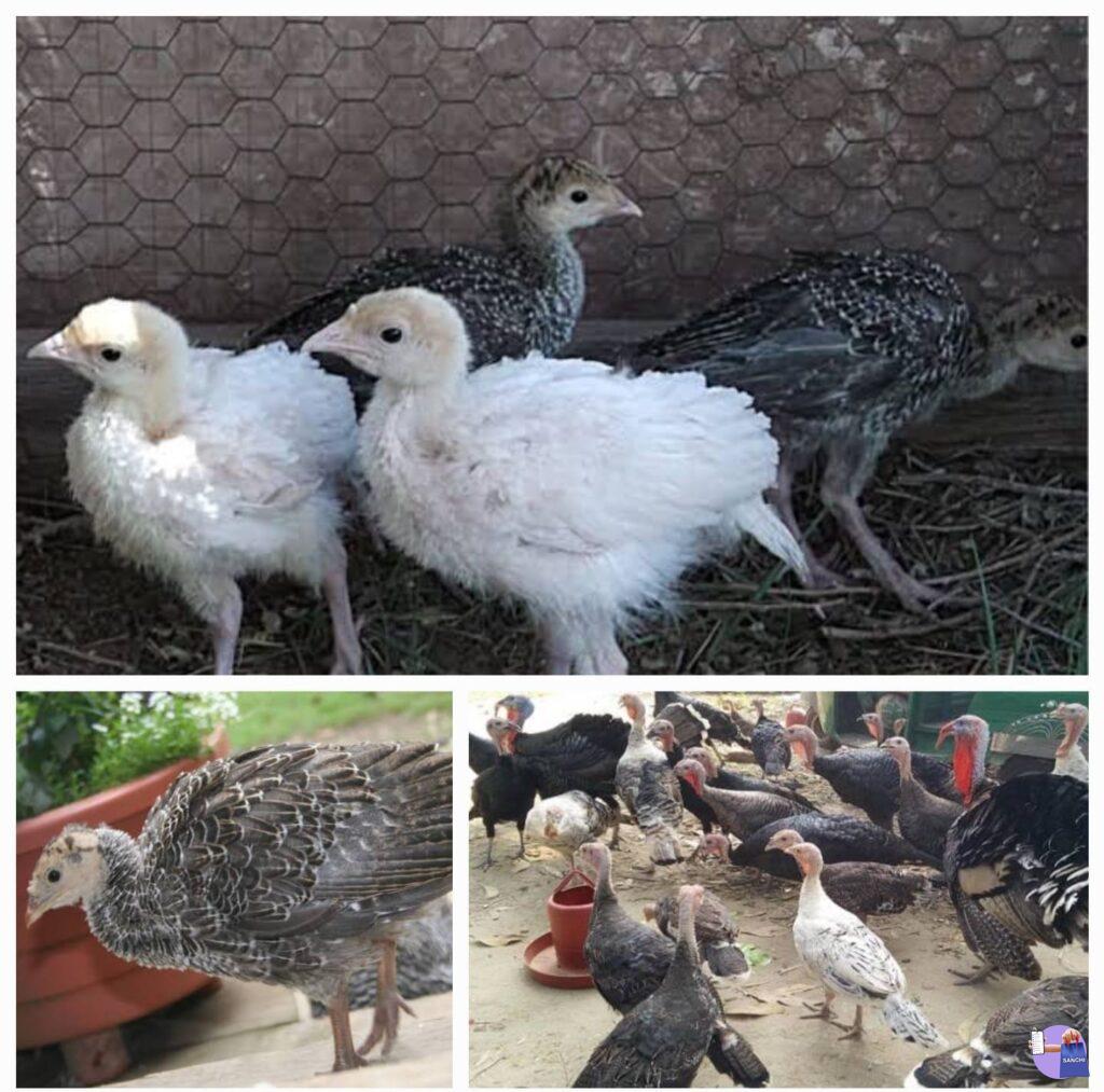 Turkey ടർക്കി കോഴി (3, 6 മാസം), നാടൻ താറാവ് കുഞ്ഞുങ്ങൾ 