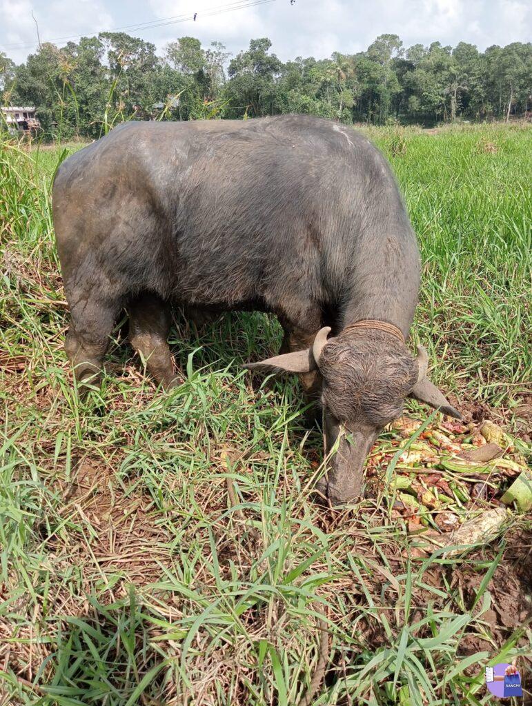 2' പോത്തുകൾ