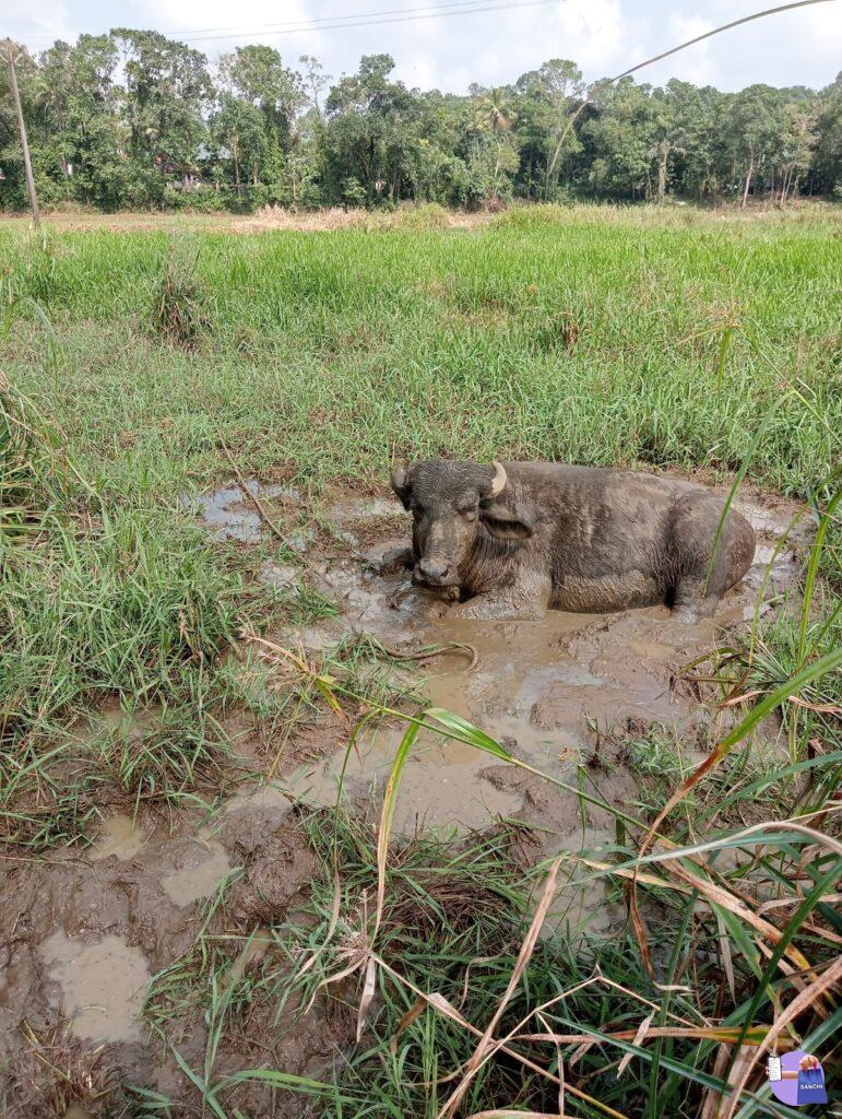 2' പോത്തുകൾ