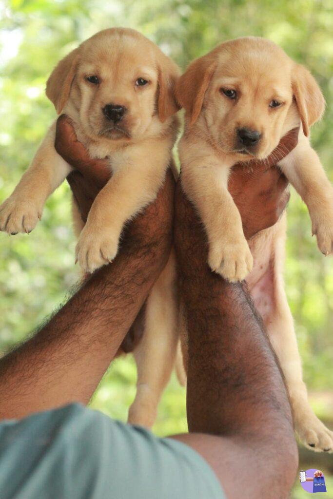 Good quality lab puppy's available