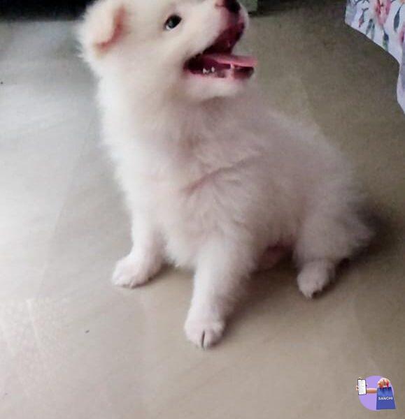 Indian Spitz Male Puppies