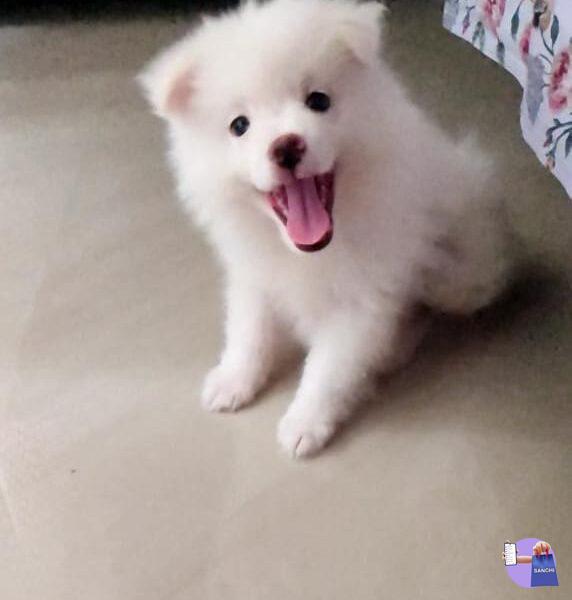 Indian Spitz Male Puppies