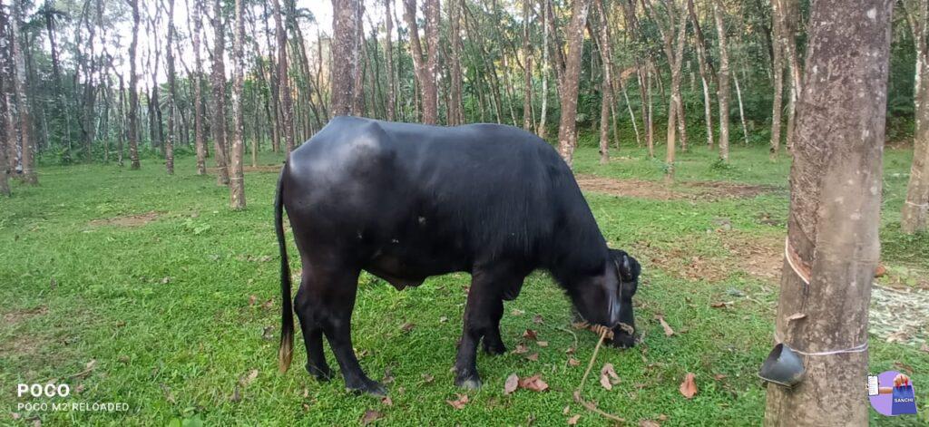 രണ്ടു വയസ്സുള്ള മുറ ഇനത്തിലുള്ള പോത്ത്
