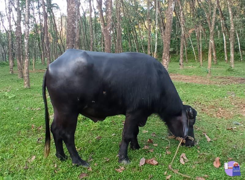 രണ്ടു വയസ്സുള്ള മുറ ഇനത്തിലുള്ള പോത്ത്