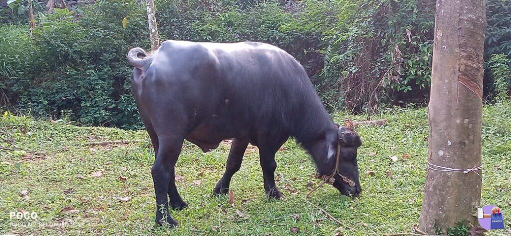 രണ്ടു വയസ്സുള്ള മുറ ഇനത്തിലുള്ള പോത്ത്