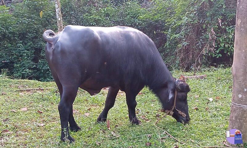 രണ്ടു വയസ്സുള്ള മുറ ഇനത്തിലുള്ള പോത്ത്