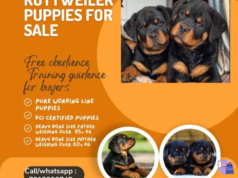 Rottweiler Puppies