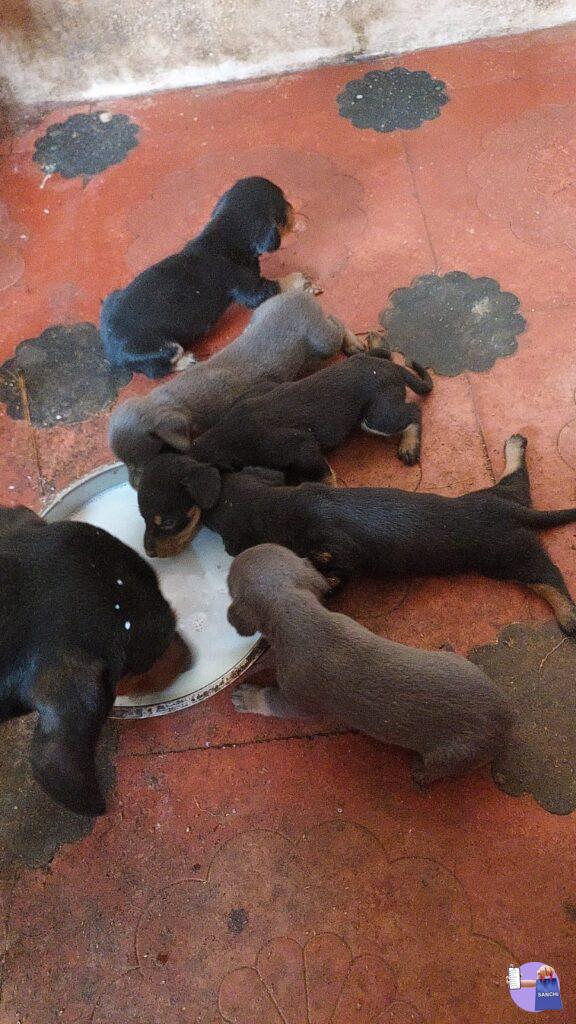 Dashund Puppies