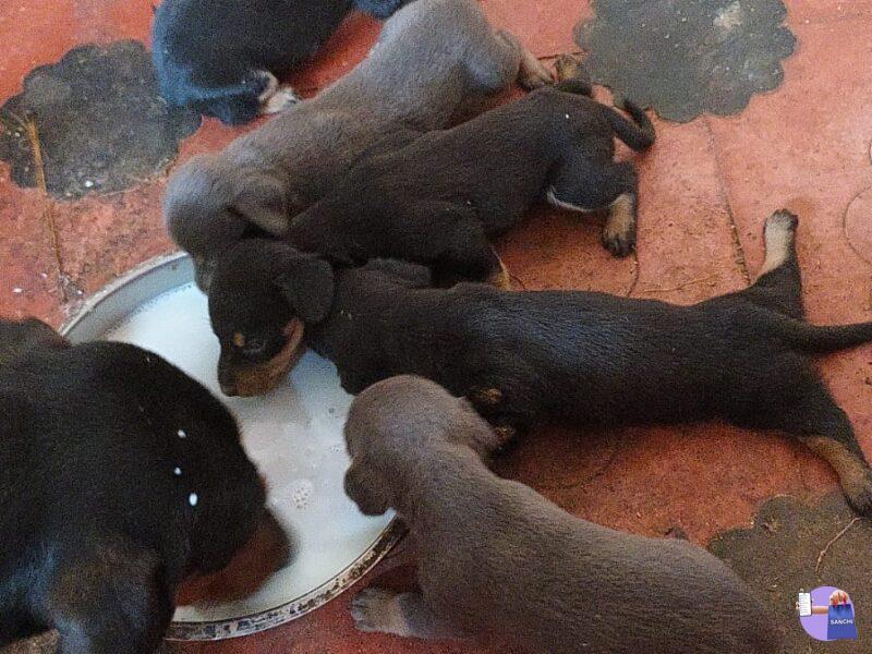 Dashund Puppies