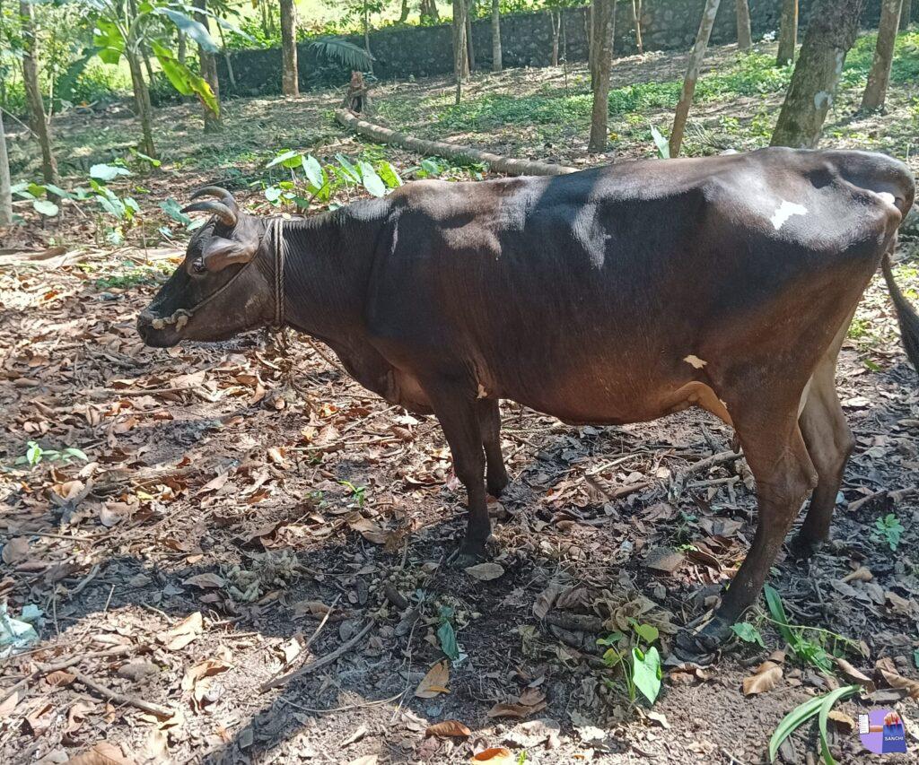 ഇടകറവ പശു 