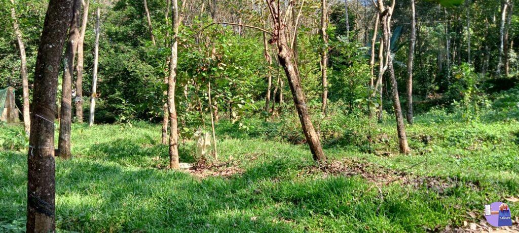 35 സെന്റ് എല്ലാ സൗകര്യങ്ങളോടും കൂടിയ ഹൌസ് പ്ലോട്ട് വില്പനക്ക്.