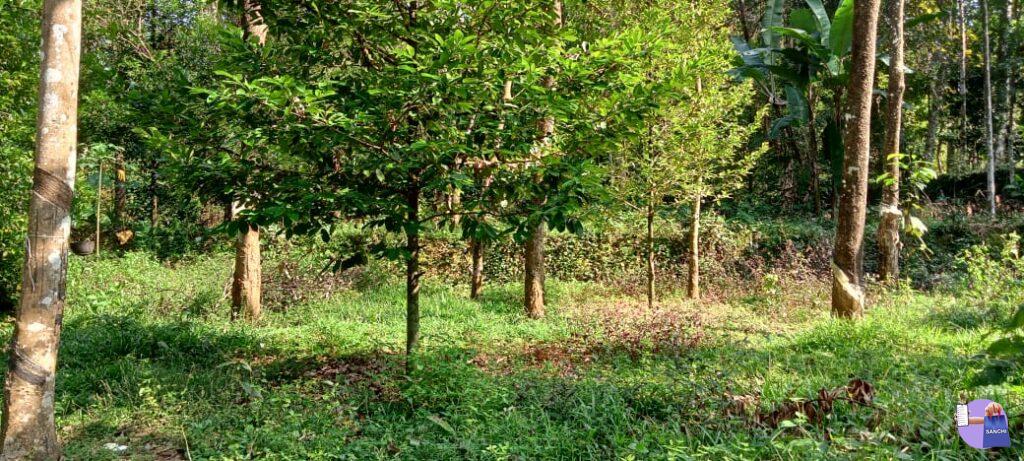 35 സെന്റ് എല്ലാ സൗകര്യങ്ങളോടും കൂടിയ ഹൌസ് പ്ലോട്ട് വില്പനക്ക്.