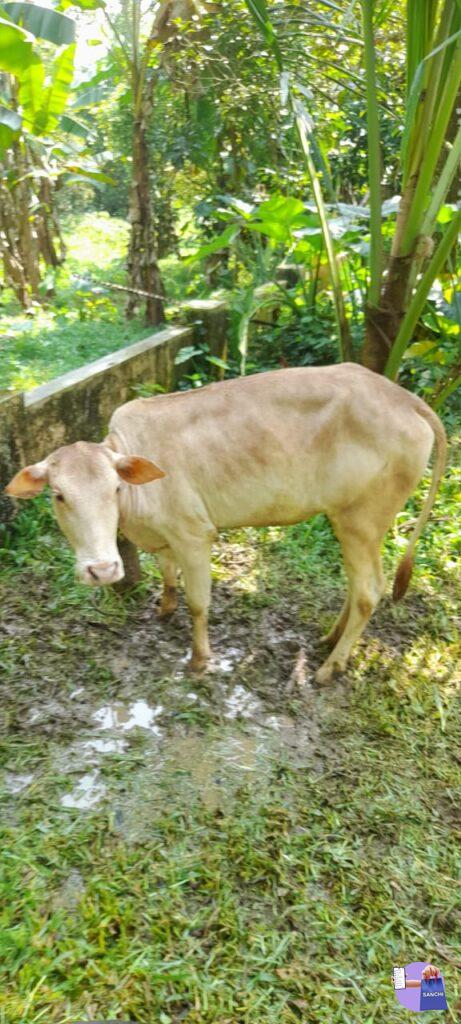 വെച്ചൂർ പശുകിടാവു