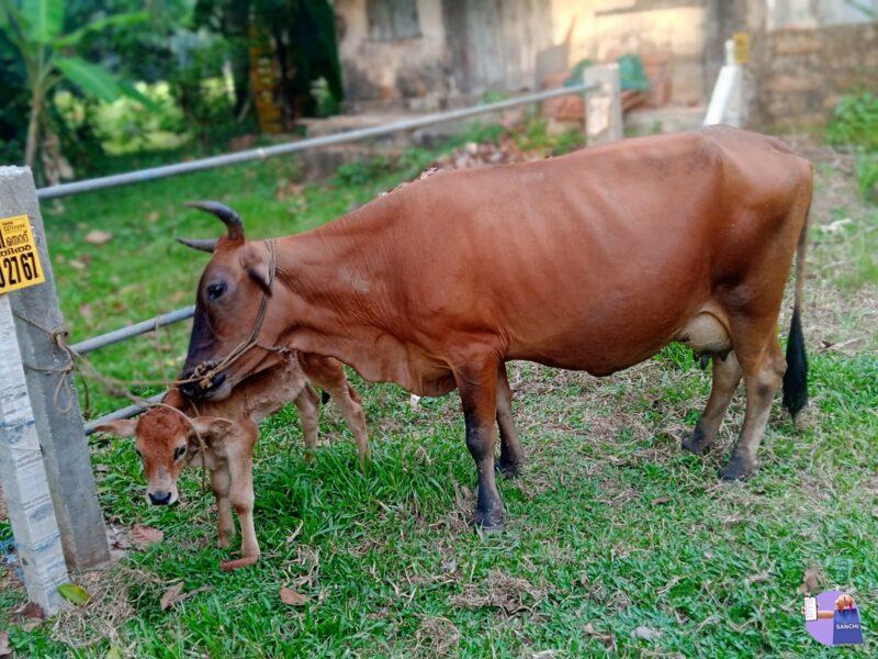 Cow 3rd Delivery