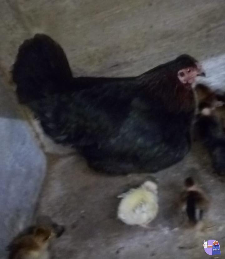 തനി നാടൻ തൊപ്പികോഴിയും ഒരു ആഴ്ച പ്രായമായ 15 കുഞ്ഞുങ്ങളും