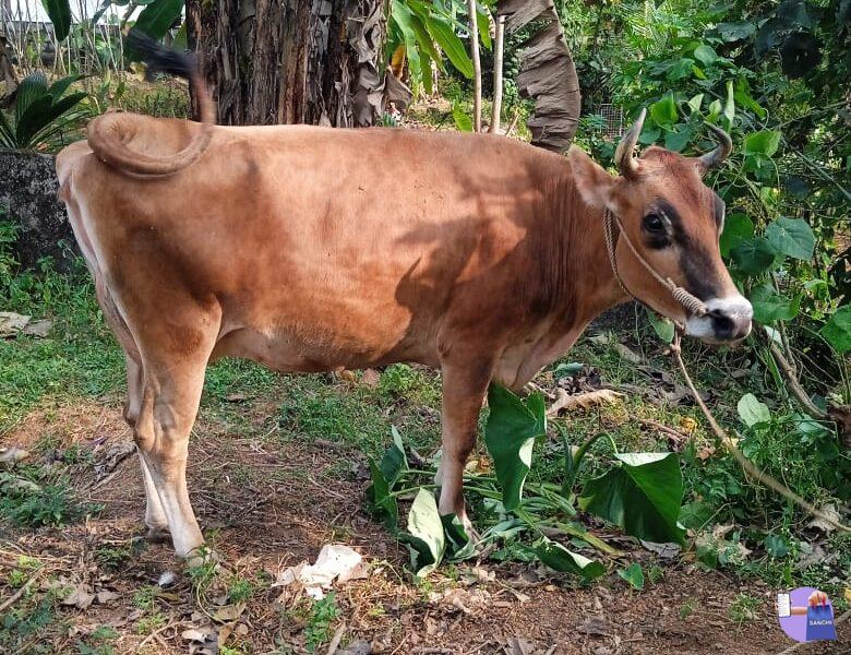 Cow