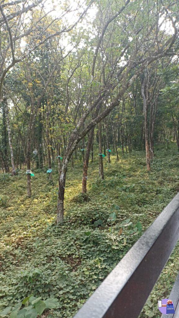 റബർ മരങ്ങൾ