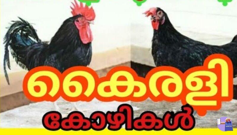 Kairali Chicken