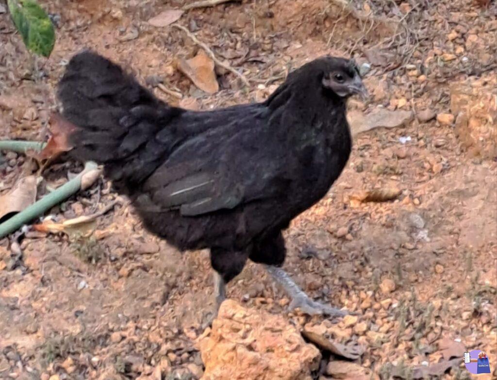 Kadaknath Chicken