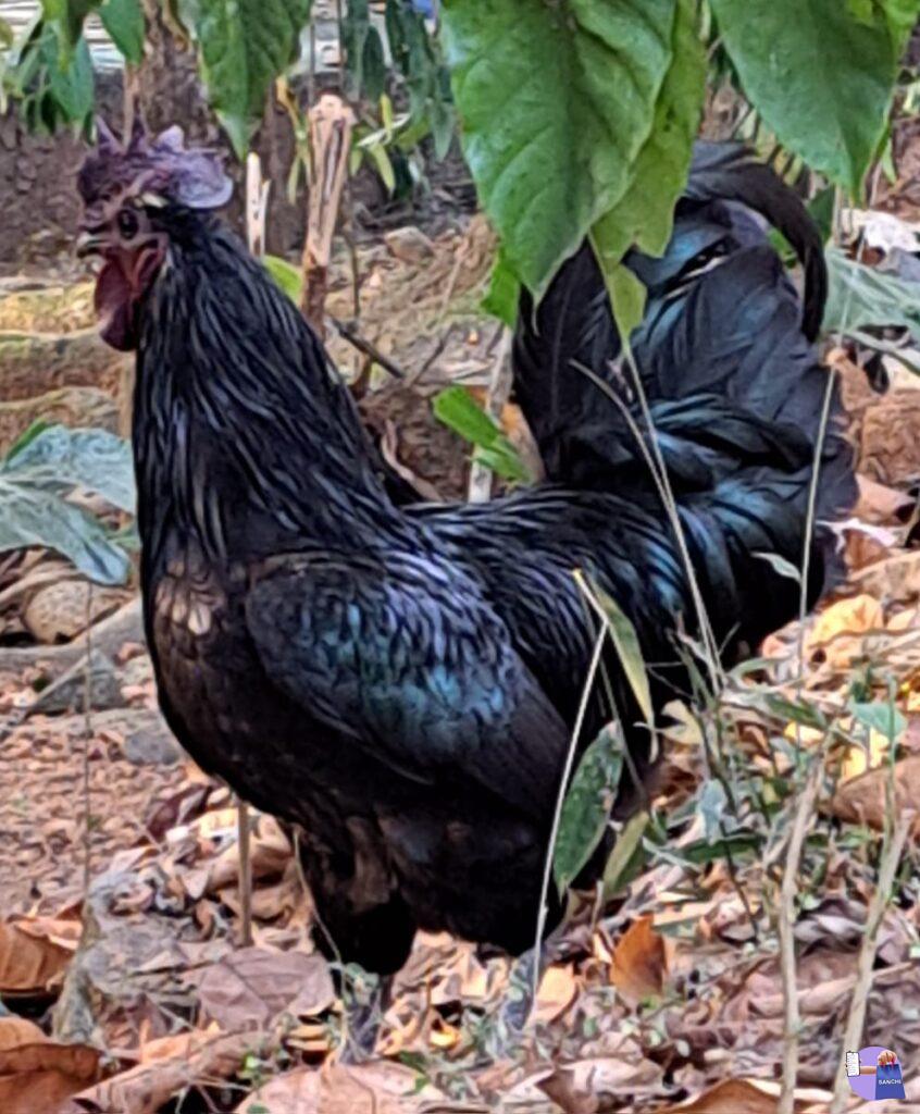 Kadaknath Chicken