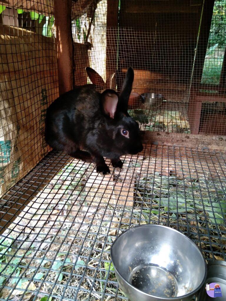 Whitespot Rabbits