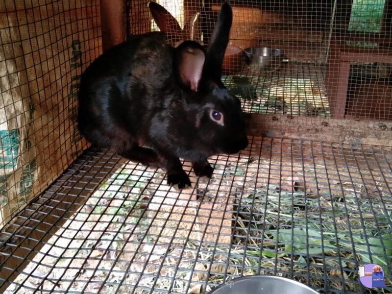 Whitespot Rabbits