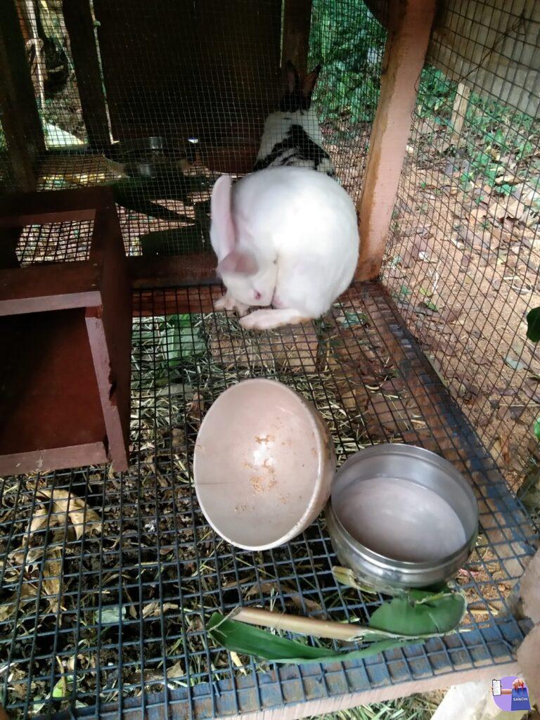 Whitespot Rabbits