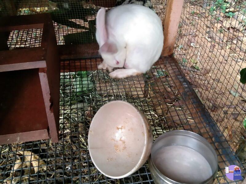 Whitespot Rabbits