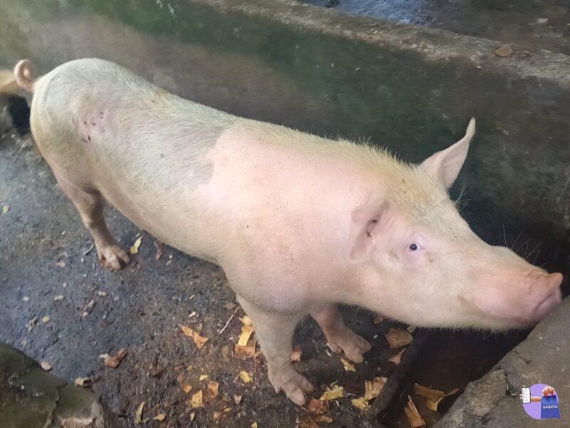 Pig