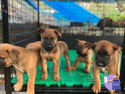 malinois Puppies