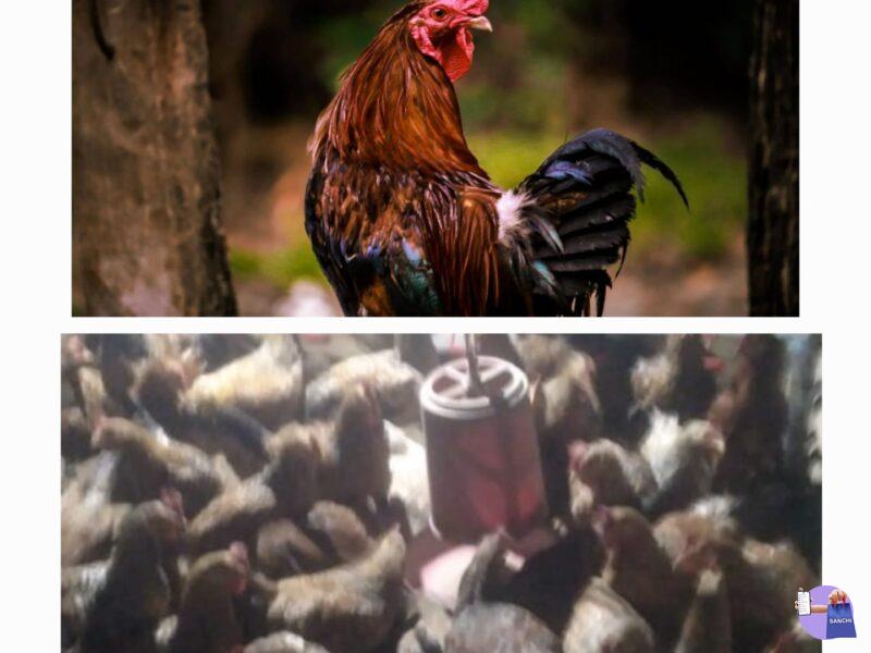 Rooster