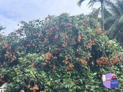 Rambutan