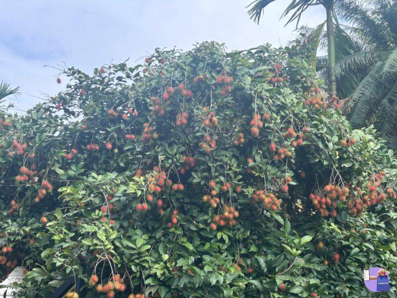 Rambutan