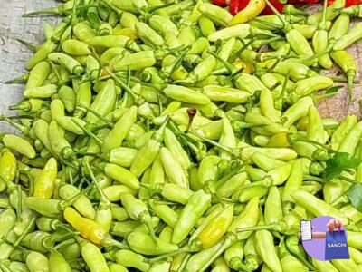 Bird's eye chilli