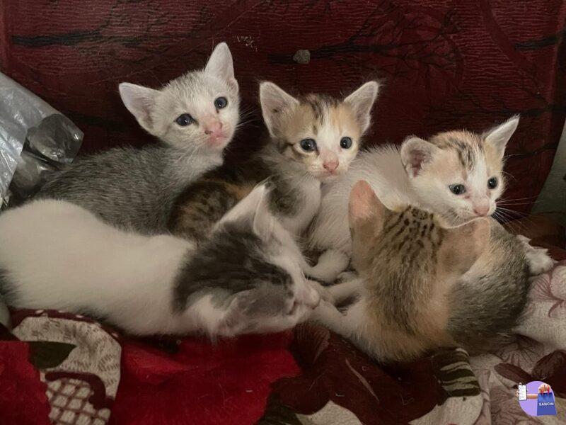 Kitten