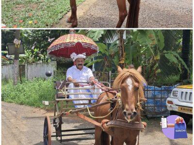 Horse