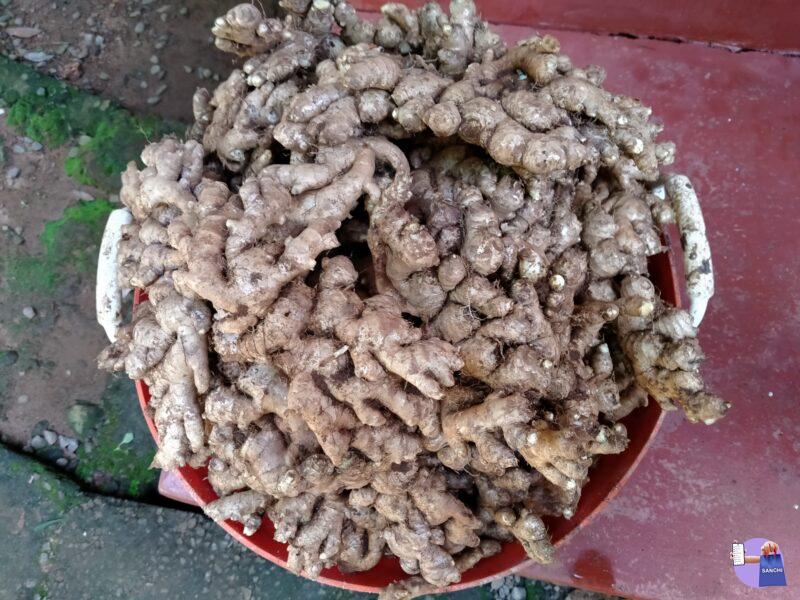 Ginger