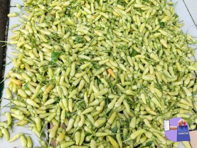 Bird's eye chilli