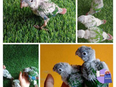 Conure chicks