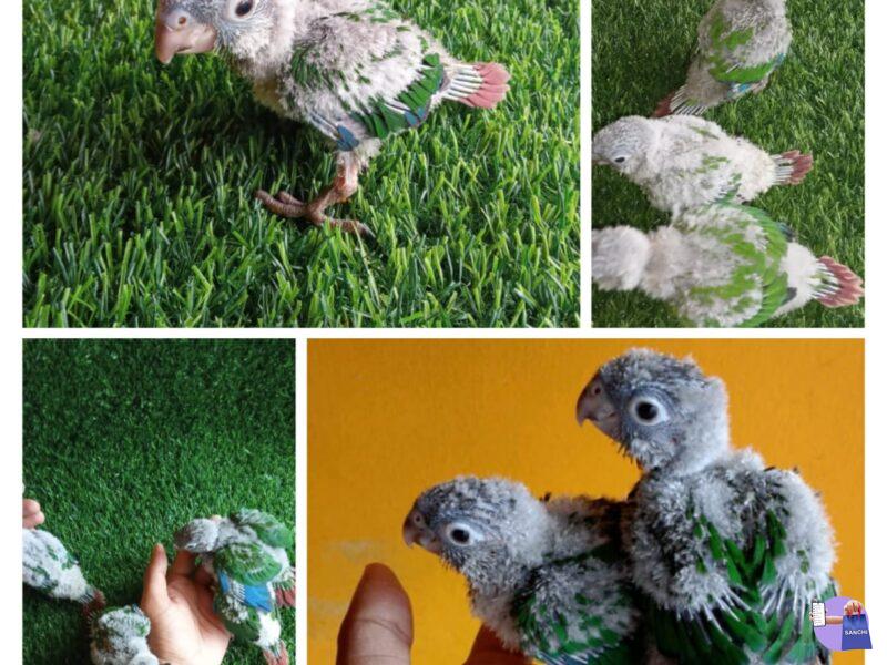 Conure chicks