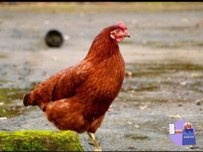 Hen