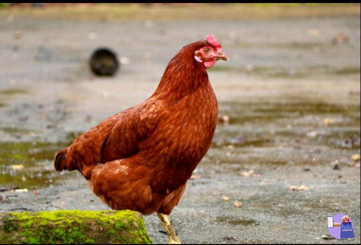 Hen