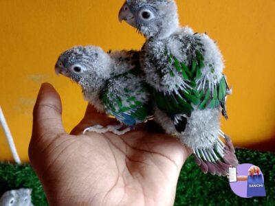 Conure chicks