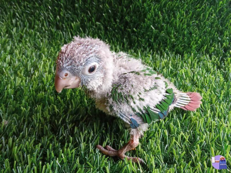 Conure chicks