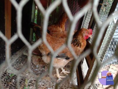 Hen