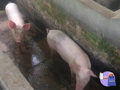 Pig